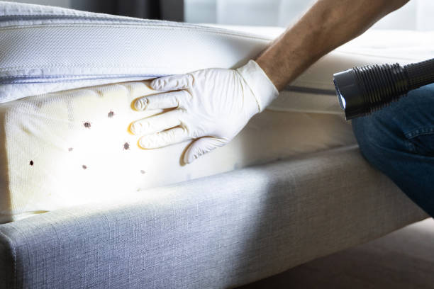 Best Flea Control Services  in Kutztown University, PA